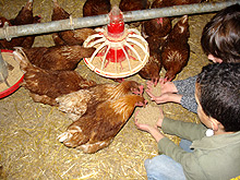 ervaring_ridammerhoeve3.jpg
